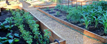 Garden beds with plants